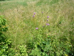 Hesperis pycnotricha