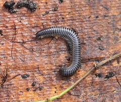 Rossiulus kessleri