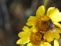 Paravilla edititoides