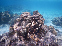 Goniastrea stelligera