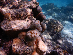 Goniastrea stelligera