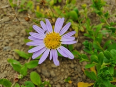Aster oldhamii