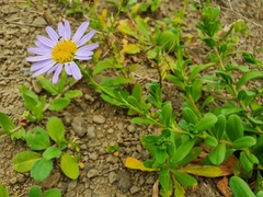 Aster oldhamii