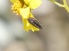 Acmaeodera labyrinthica