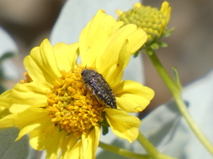 Acmaeodera labyrinthica