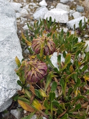 Senecio serratifolius