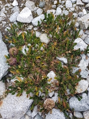 Senecio serratifolius