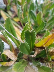Senecio serratifolius