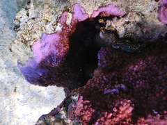 Montipora flabellata