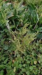 Vicia ervilia