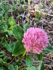 Trifolium pratense
