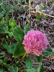 Trifolium pratense