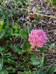 Trifolium pratense