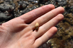 Buccinulum vittatum vittatum