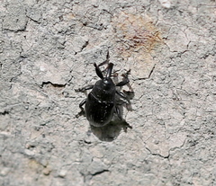 Baris artemisiae