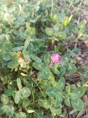 Trifolium pratense