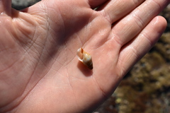 Buccinulum vittatum vittatum