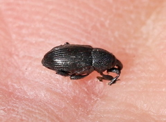 Baris artemisiae
