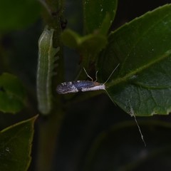 Argyresthia spinosella