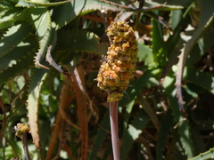 Aceria aloinis