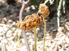 Aceria aloinis
