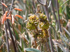 Aceria aloinis