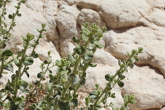 Chiliadenus iphionoides