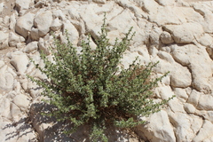 Chiliadenus iphionoides