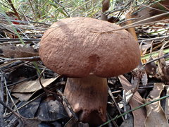 Tylopilus brunneus