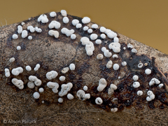 Didymium laxifilum