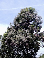 Strobocalyx arborea