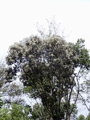 Strobocalyx arborea