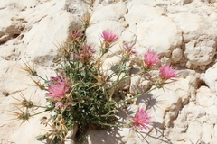 Centaurea eryngioides