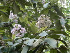 Strobocalyx arborea