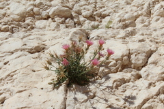 Centaurea eryngioides