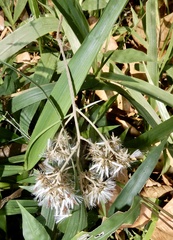 Strobocalyx arborea