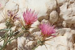 Centaurea eryngioides