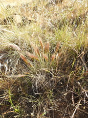 Elymus multisetus