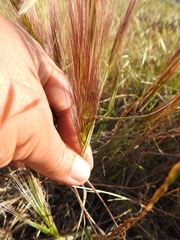 Elymus multisetus
