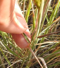 Elymus multisetus