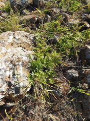 Tauschia kelloggii