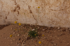 Aaronsohnia factorovskyi