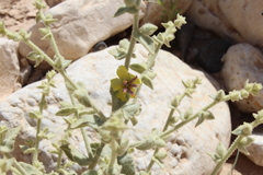 Verbascum eremobium