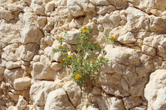 Asteriscus graveolens