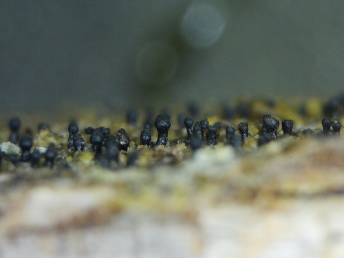 Calicium abietinum, 2022-04-24