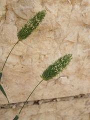 Phalaris brachystachys