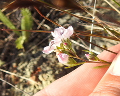 Hesperolinon congestum