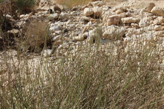 Lavandula coronopifolia