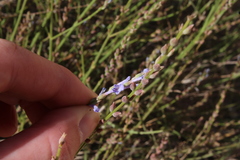 Lavandula coronopifolia
