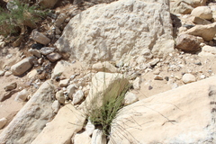 Lavandula coronopifolia